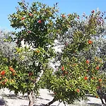Agrepavli Lapithia Appartamento Kallepia