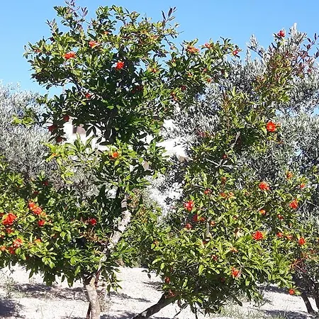 Agrepavli Lapithia Apartamento Kallepia