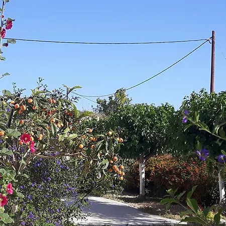 Agrepavli Lapithia Kallepia