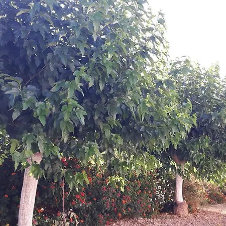 Agrepavli Lapithia * Kallepia