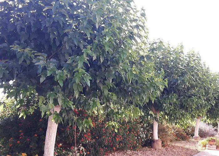 Agrepavli Lapithia * Kallepia